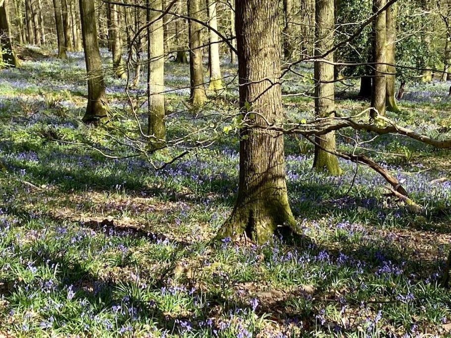 The Cider House Holiday Cottage Welsh Newton Common المظهر الخارجي الصورة